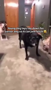 How wholesome. 🥺 Dogs are wonderful. Let's go out and spread some of that kindness and love we so admire in them. 🥰 #ihopborders #musicthatfeelslikehome #dogsofinstagram #dogsarethebest #wholesomecontent | Capo/iHop Borders