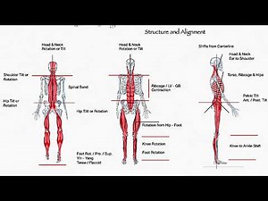 Acupuncture & Myofascial Poster Chart