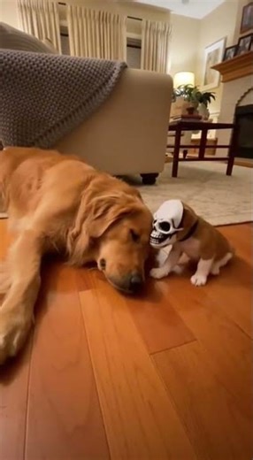 Tiny Masked Dog Scares Big Dog Awake!