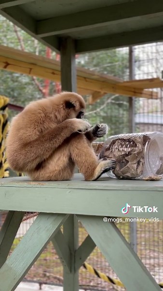 Tasty Snack Adventure with Gibbons and Monkeys