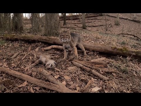 Angry Bobcat Will Send CHILLS Up Your Back {Volume Up}