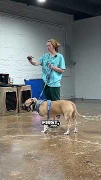 Introducing The Prong Collar To A Fear Aggressive Dog