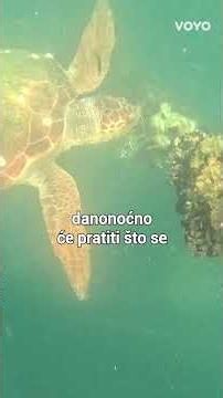 U Šibeniku je zaživjelo prvo pametno uzgajalište školjaka u Hrvatskoj