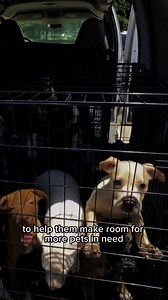 Where we stand on day 10 of flood response efforts ⬇️ We’ve pulled about 600 animals from flood-affected areas, from shelters who needed to free up space and resources to support their struggling communities. Over the next few months, we expect at least 400 more. Again, we’re not pulling owned animals, but rather those who were already in or formally surrendered to shelters that now need to focus on reuniting pets displaced by the floods. Even if the daily influx is slowing down, it won’t stop u