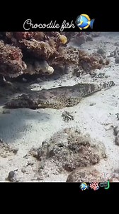 60K views · 1.5K reactions | Meet the Crocodile Fish — a true master of camouflage! With its flat body, lacy fins, and reptile-like eyes, it blends perfectly into sandy bottoms and coral. Despite its fierce look, it stays still and relies on stealth to ambush prey. A rare and fascinating Red Sea resident!  #CrocodileFish #redsea #camouflage #Diving #marinelife #DiveWithUs | Red Sea Diving | Facebook