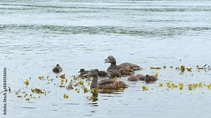 common eider female bird and offspring fledgling swim at sea Somateria mollissima