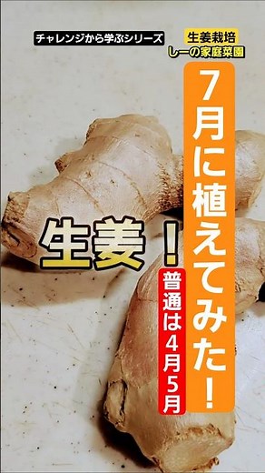 生姜栽培で植え付け時期を間違えたらどうなる？動画のお知らせ《しーの家庭菜園＊しょうが栽培2024》