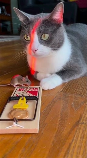 Cat vs. Laser Mouse Trap: Who Wins?! 🤯 #CatLife #LaserCat