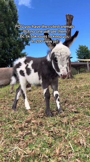 Adorable Baby Donkeys Bringing Joy on the Farm