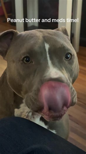 She’s a peanut butter lover ❤️ #peppapig #peppathepit #pittygirl #peanutbutterandmeds