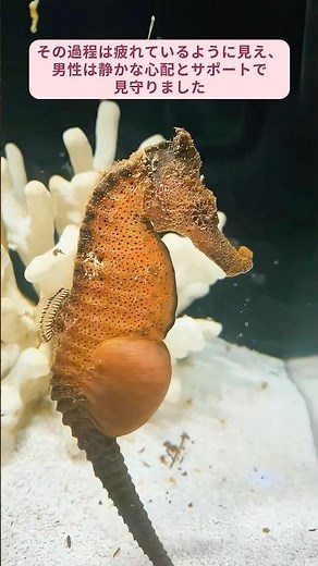 2匹のタツノオトシゴを救助して育てた結果、まさかの展開に