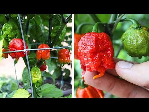 17 Deadly Secrets for Growing Carolina Reapers