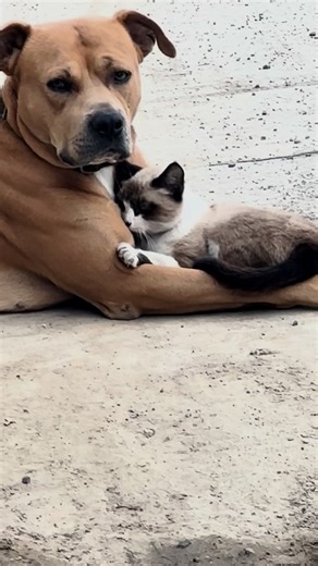 The cutest cuddle 😍 | Furry Tails