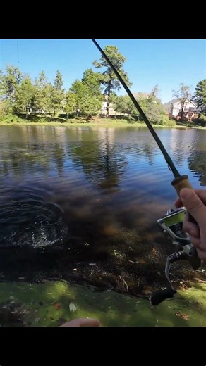 Big ol shellcracker! #fishing
