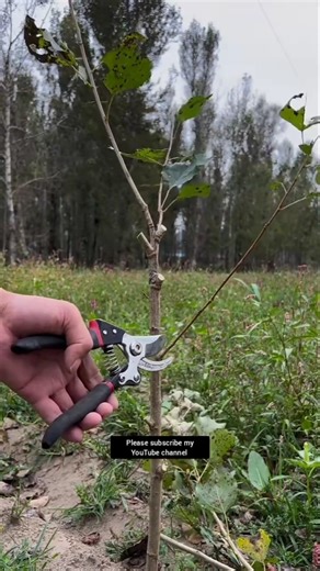 Quick tips for pruning branches#knowledgepopularization #bonsai