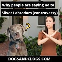 Why People Are Saying No To Silver Labradors (Controversy) - DogsAndClogs