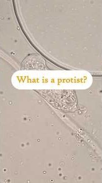 What is a protist, really? #microscope #science #biology #microbiology #soil #protista
