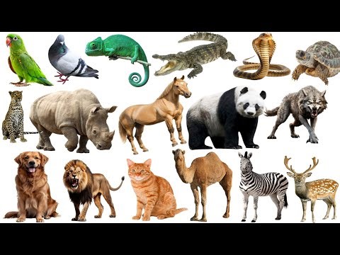 100 Wild Animals Names For Kids | जंगली जानवरों के नाम | Animals with Pictures & Sound | Vehicle Car