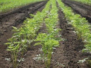 ニンジンの“1粒播種”で間引きを省力化！ 収量も確保する効率栽培のコツ