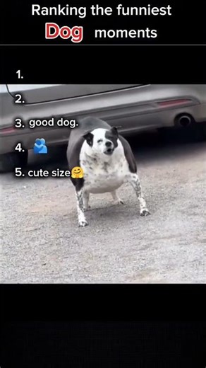 EXPECTATION vs REALITY! 🐶 Top 5 Funniest Dog Fails (Number 1 is GOLD) 😂