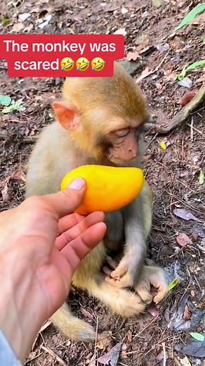 Funny Monkey Videos Compilation - Humorous Wildlife Moments