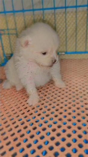 PLAY TIME #pomeranian #ZEYI#pomes #pomeranian #puppy #pompuppy #dance #love #cute