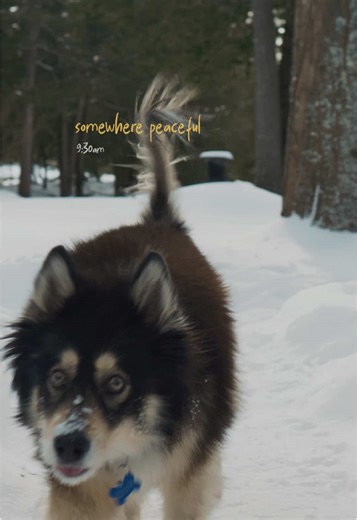 Unwind, breathe, and let the calm take over #SaunaLife #Saunas #Wellness #SaunaSeason #PeacefulVibes