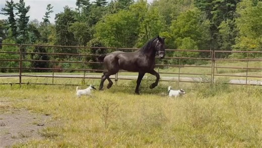🌱Windermere’s Midnight Rider and Grasshopper🌱 | Windermere Farms