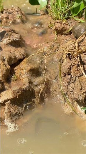 #relax #fish #nature #797