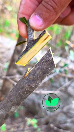 Easy grafting techniques for olive plant | Tree grafting techniques #grafting #bonsai #planttok