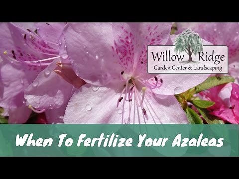 When To Fertilize Azaleas