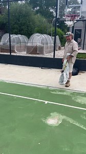 92K views · 318 reactions | Highlands copperhead ( austerlaps...