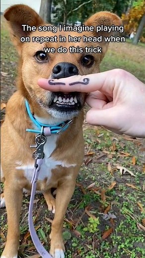 Dogs that will make you laugh 15 seconds or less 🤣