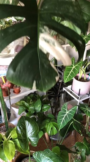 115K views · 1.4K reactions | Plant Maintenance dayHow many times a week do you take care of your plants Do you do all chores in one day or even them out on several daysPersonally I’m all about doing a little each day so I #greenplants #plantfolk #plantlady #plantladylife #crazypla #plantsaremagic #houseplantlove #plantmomaesthetic #plantjungle #plantdecor #happyplace #indoorjungle | Brandon Thomas | Facebook