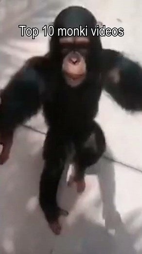 Top 10 monki videos