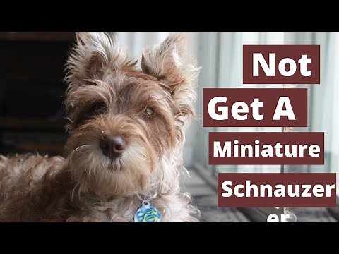 Why you Shouldn't get a Miniature Schnauzer ( 6 Reasons )