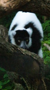 Sound ON for black-and-white ruffed lemur vocalizations 😱🐒🔊 We're thrilled to have these critically endangered prosimians join us, to help educate and inspire about ways we can all make a difference for wildlife and wild places. Come say hi to Volana, Khari, and Zuberi, and hear their raucous 📣 | Blank Park Zoo
