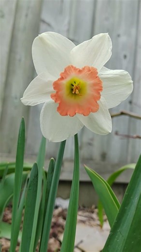 Pink and white daffodil