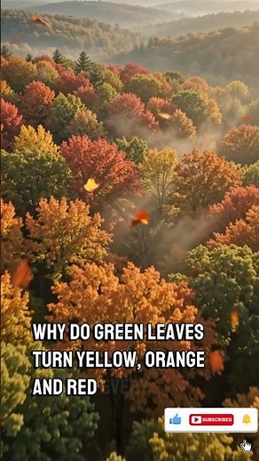 Why Do Green Leaves Turn Yellow, Orange & Red? 🍂