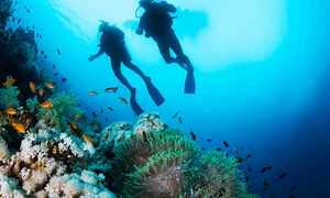Diving Medical