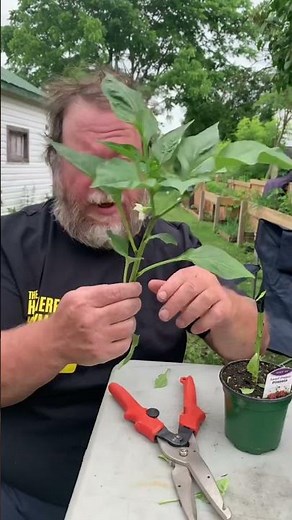 How to trim a pepper plant