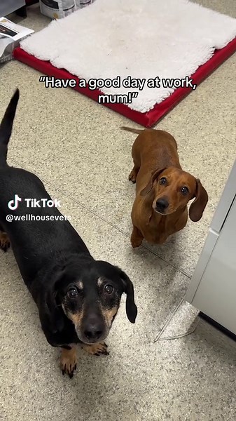 Funny Moments with Veterinary Nurses and Their Pets