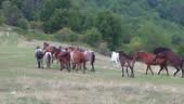 Troupeau, haras de chevaux sauvages courant sur l’alpage en été,...