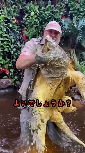 亀に噛まれたことがありますか？