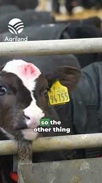 The ideal calf shed?