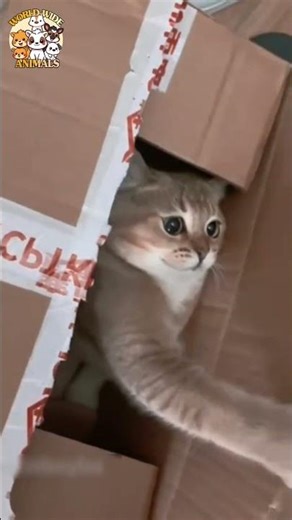 😹 Cats HIDING TIME 😂 | Funny Cat Moments | ‪@wwianimals.official‬