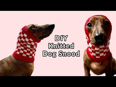 Let's knit a dog snood for my mini dachshund!