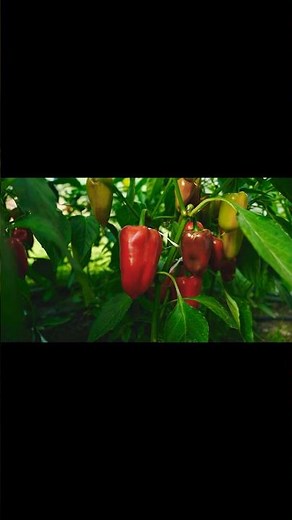 Grow Chili Peppers Like a PRO with These EASY Tips
