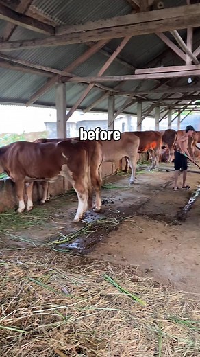 Sapi Qurban 2027: Before After Kandang & Sapi Jumbo