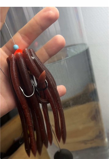 Best Bait for Cat Fishing: Tips and Rig Setup